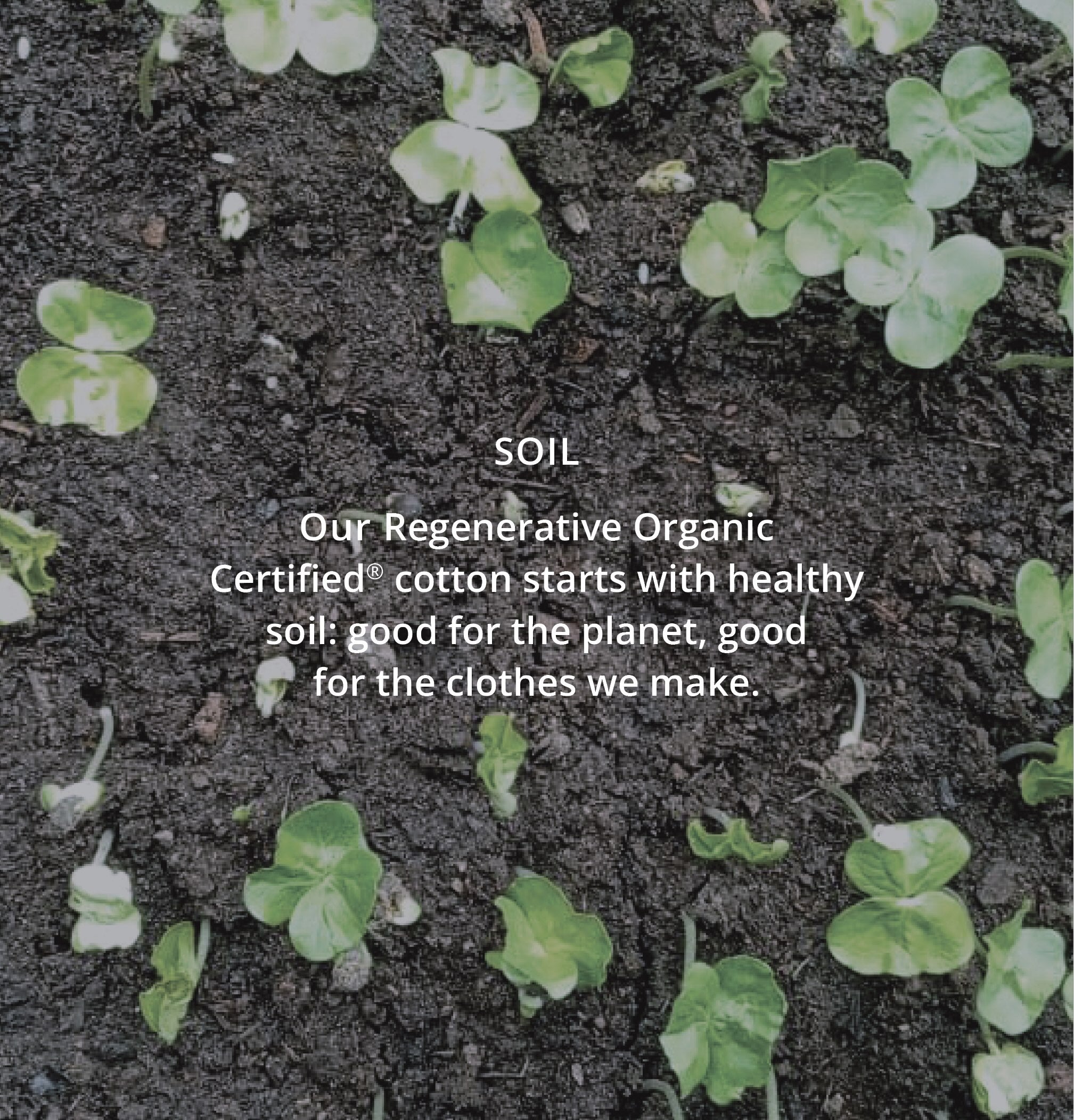 Young plants sprouting from soil with text about regenerative organic cotton.