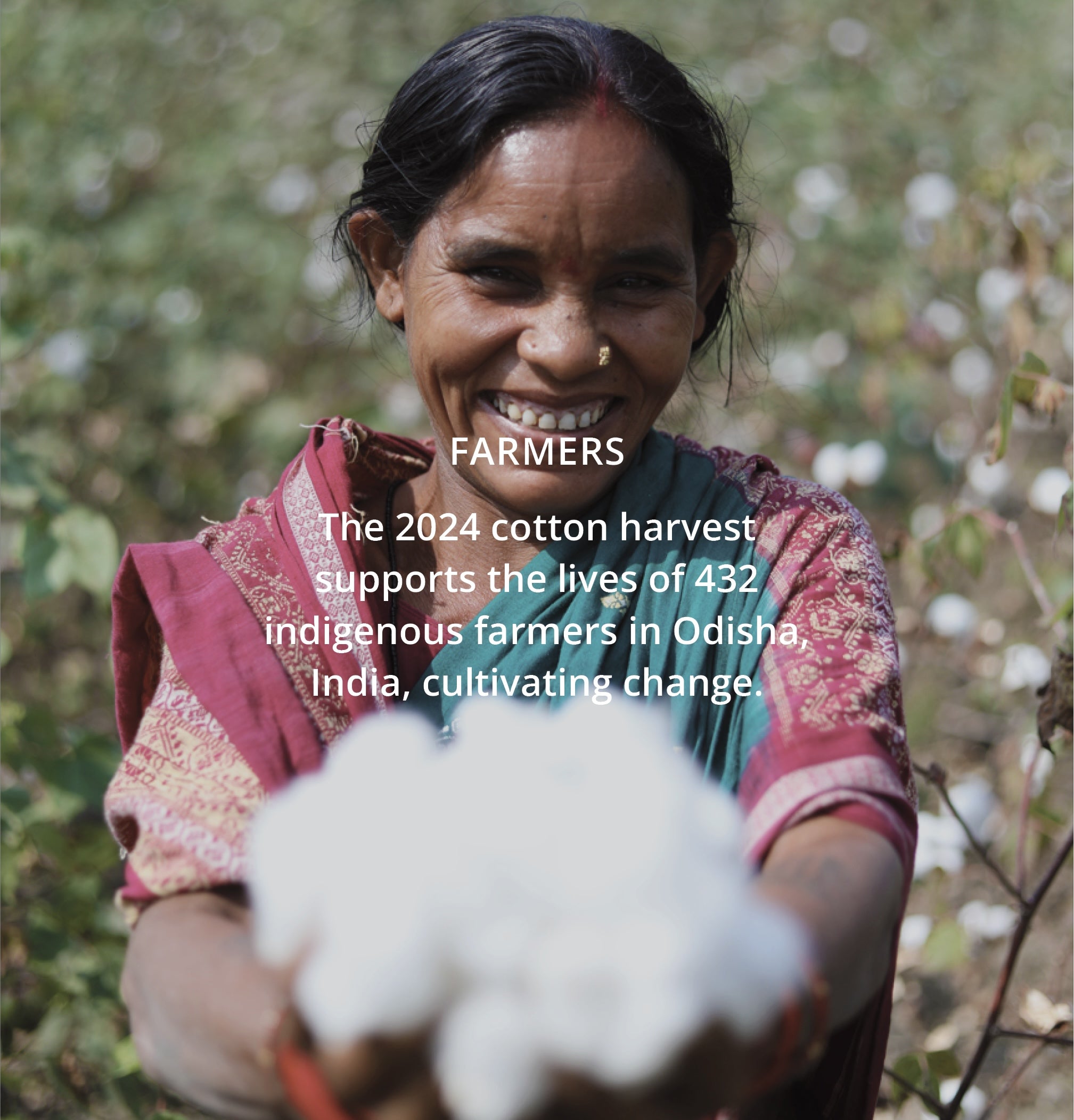 Farmer holding cotton with text about the 2024 cotton harvest supporting farmers in Odisha, India.