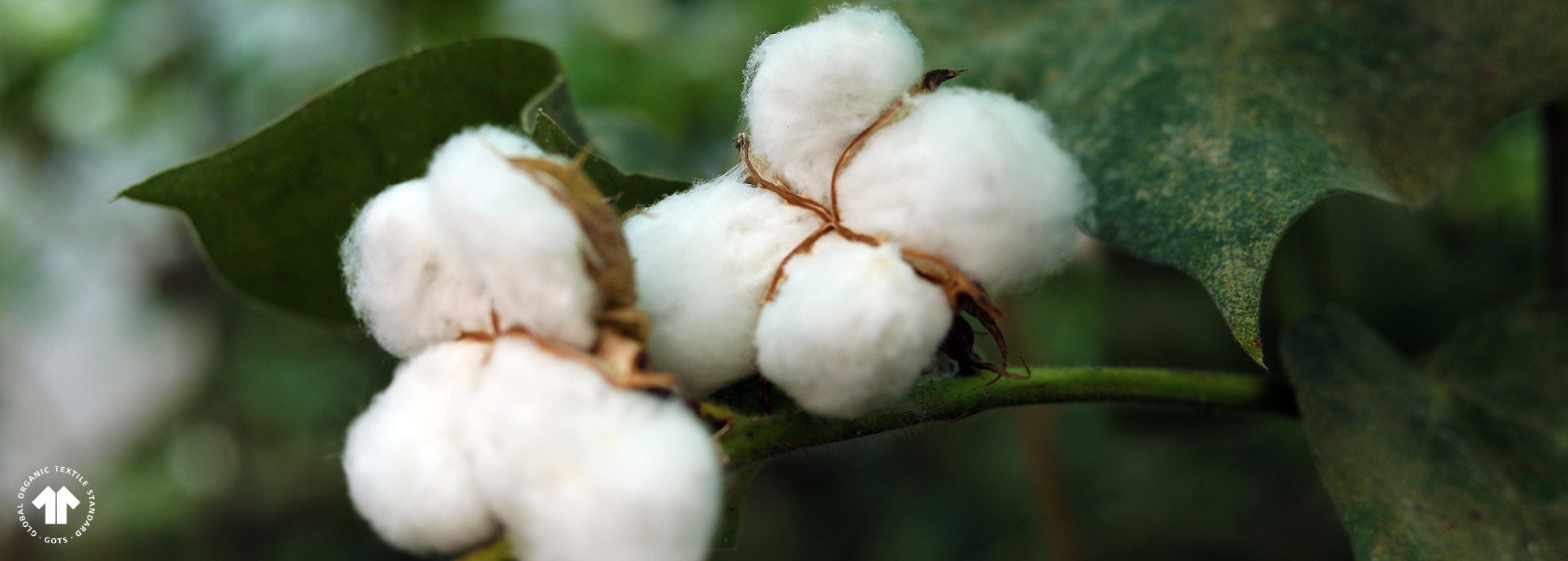 Close-up of cotton bolls on a green leaf background
