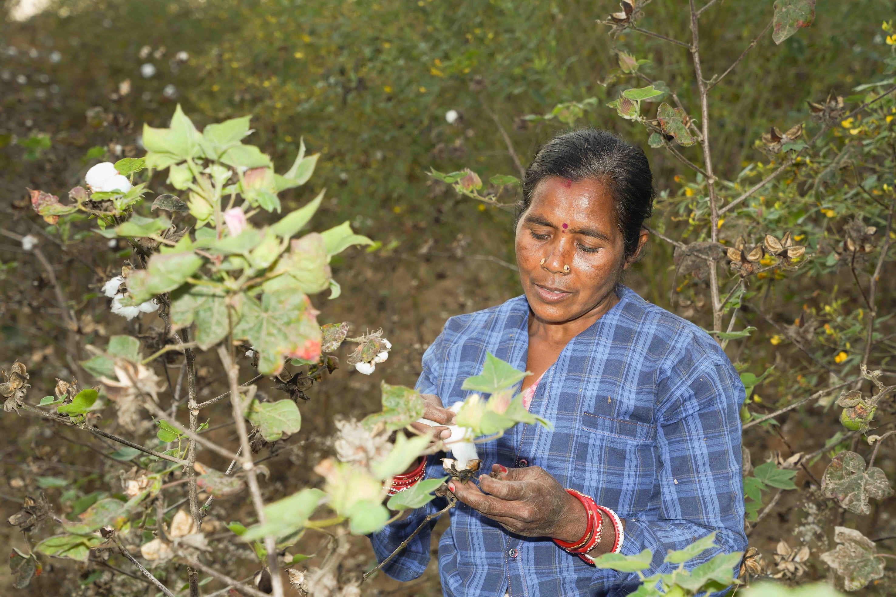 farmer picking cotton